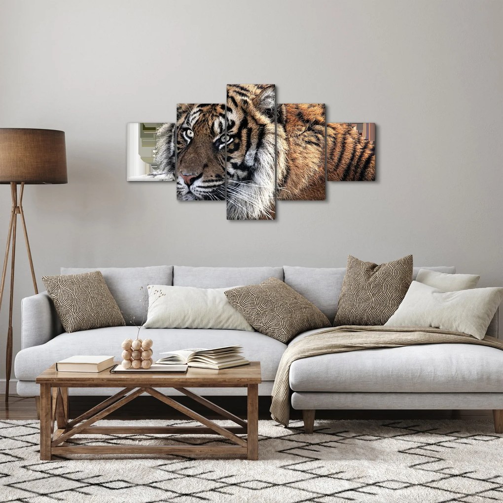 Obraz tygrysa (125x70 cm)