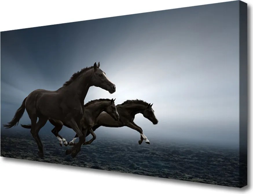 Zdjęcie na płótnie Konie na Wolnym Wybiegu