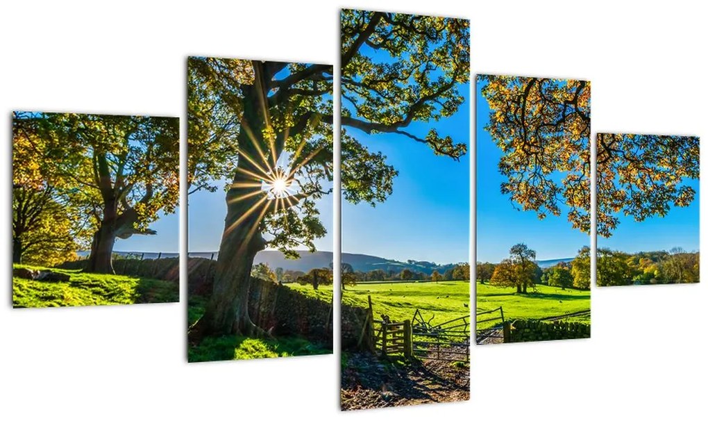 Obraz - widok pola (125x70 cm)