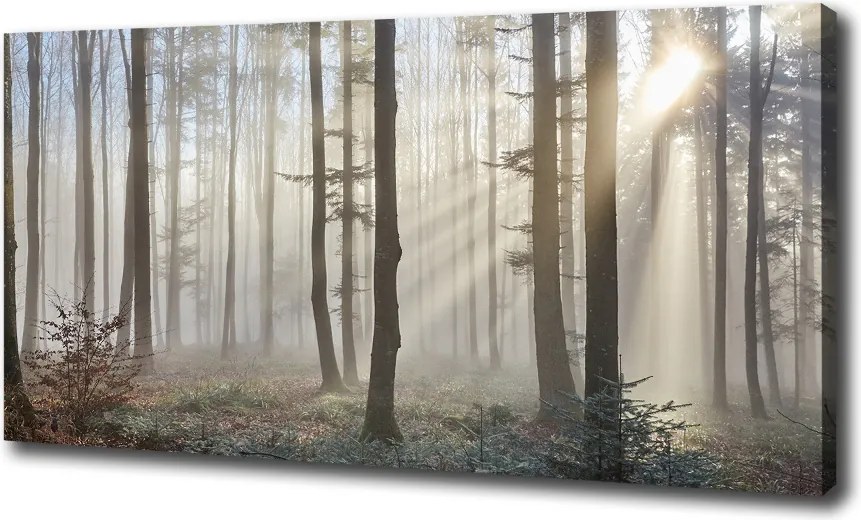 Duży Foto obraz na płótnie Mgła w lesie