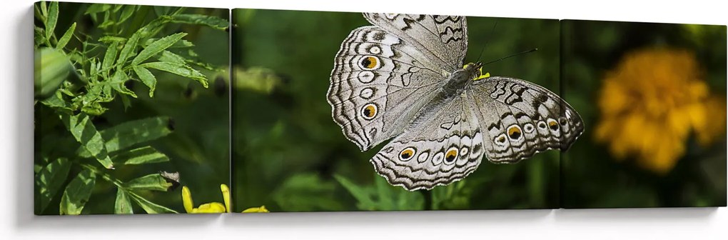Obraz - biały motyl (170x50 cm)