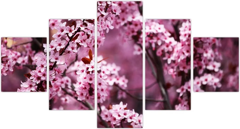 Obraz - Różowa sakura (125x70 cm)
