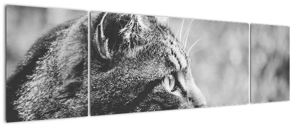 Obraz - Kot (170x50 cm)