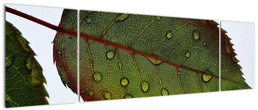 Obraz - Liść róży (170x50 cm)