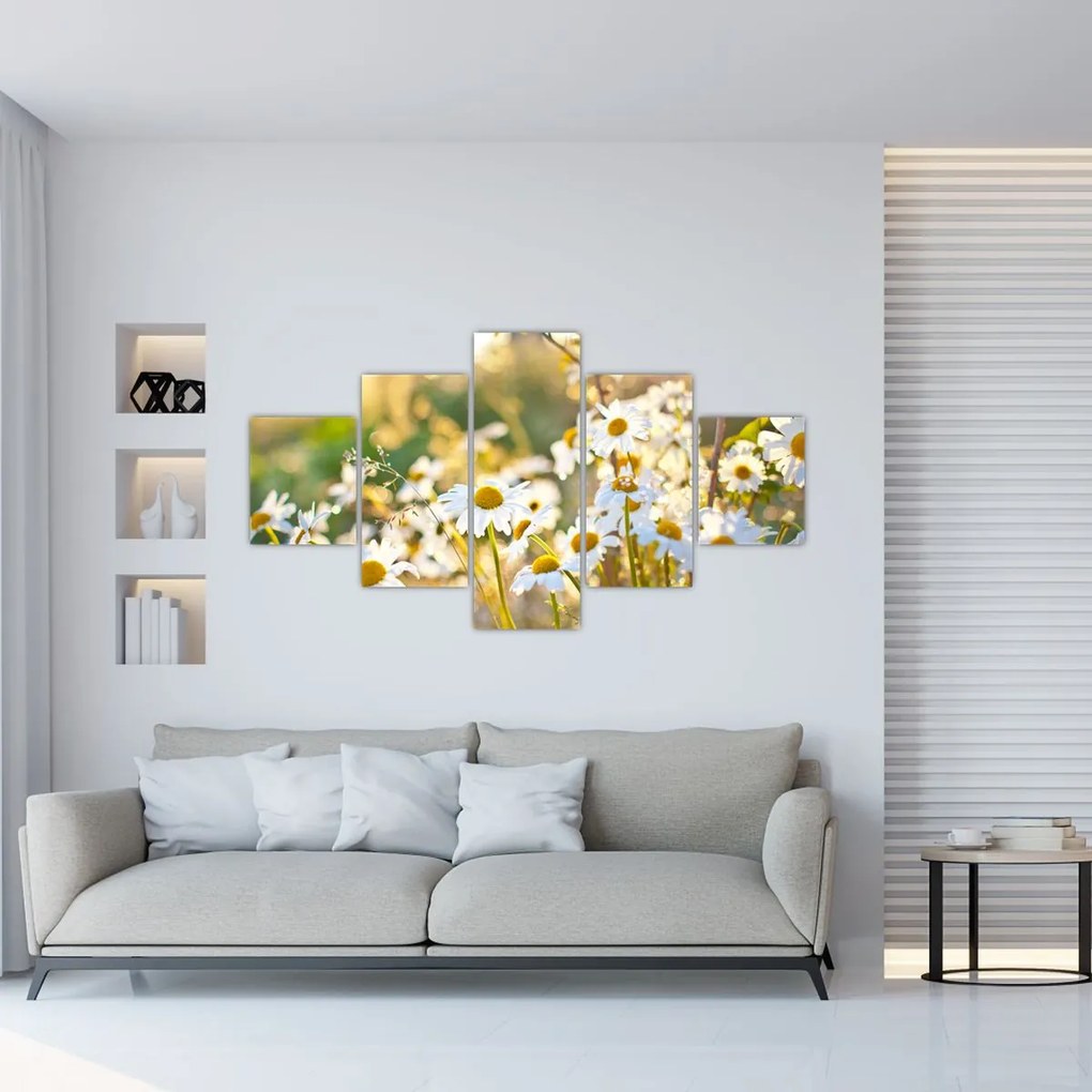 Obraz - Stokrotki (125x70 cm)