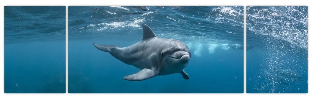 Obraz - Delfin pod wodą (170x50 cm)
