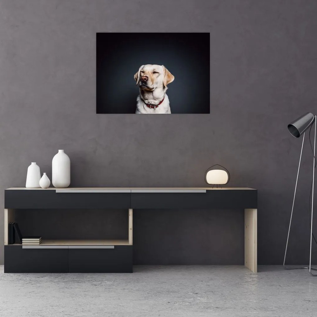 Obraz na szkle labradora (70x50 cm)