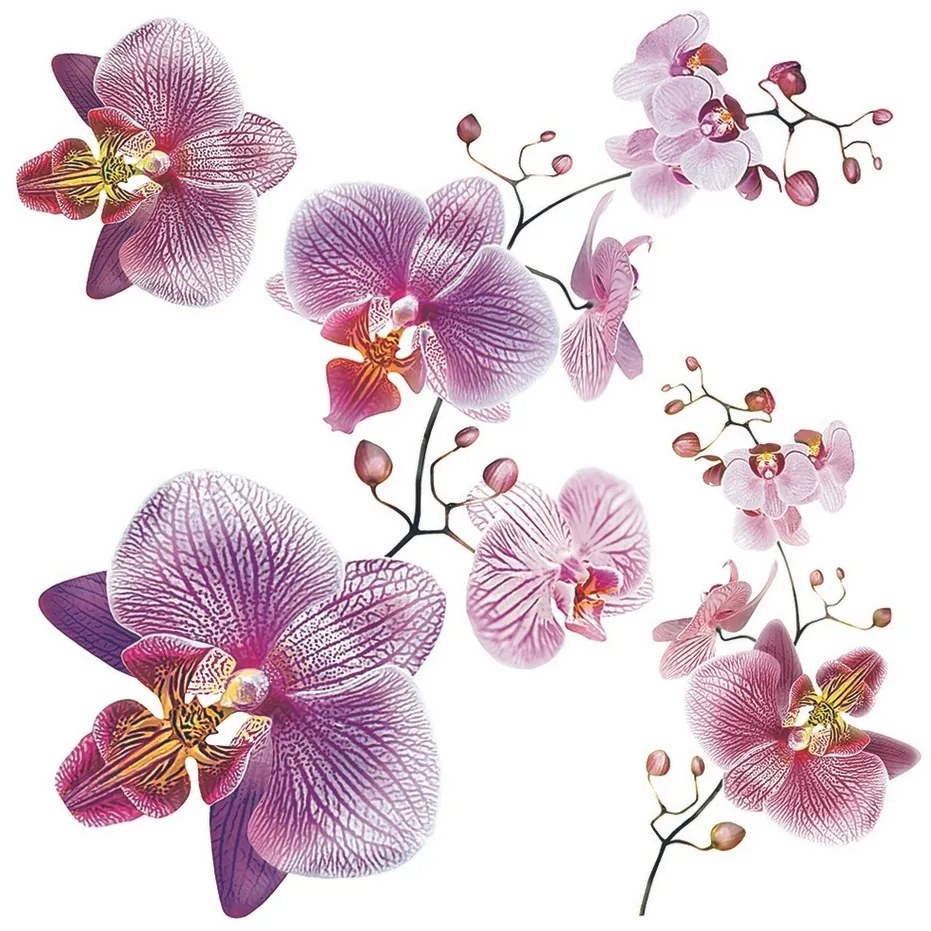 Naklejka Orchids, 30 x 30 cm