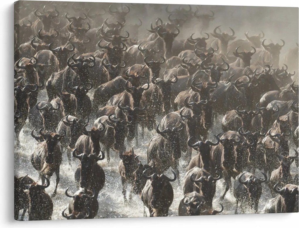 Obraz - Stado antylop gnu (70x50 cm)