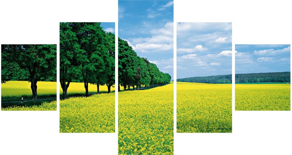 Obraz pola z aleją (125x70 cm)