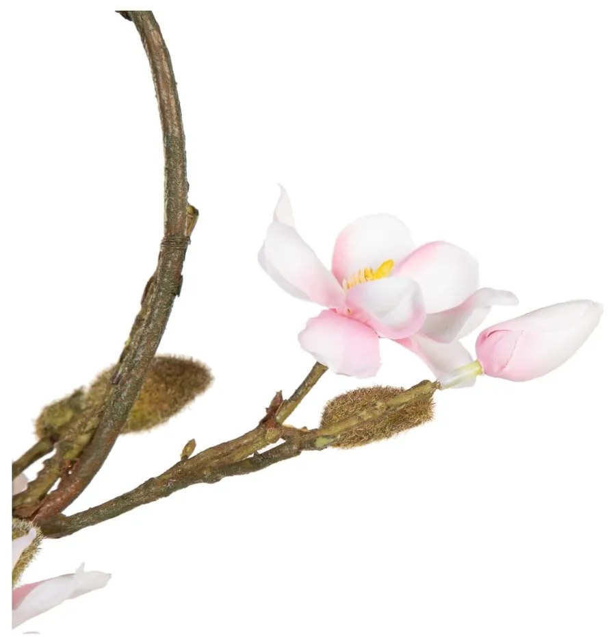 Wieniec Magnolia – Ixia