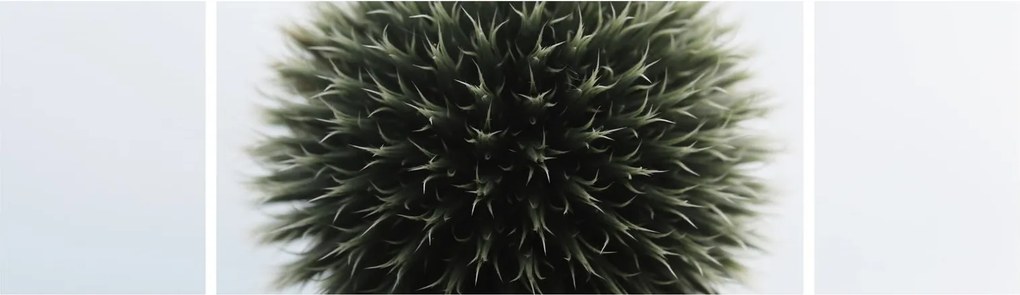 Obraz kuli kwiatowej (170x50 cm)
