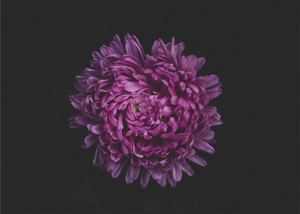 Obraz fioletowego kwiatu (70x50 cm)