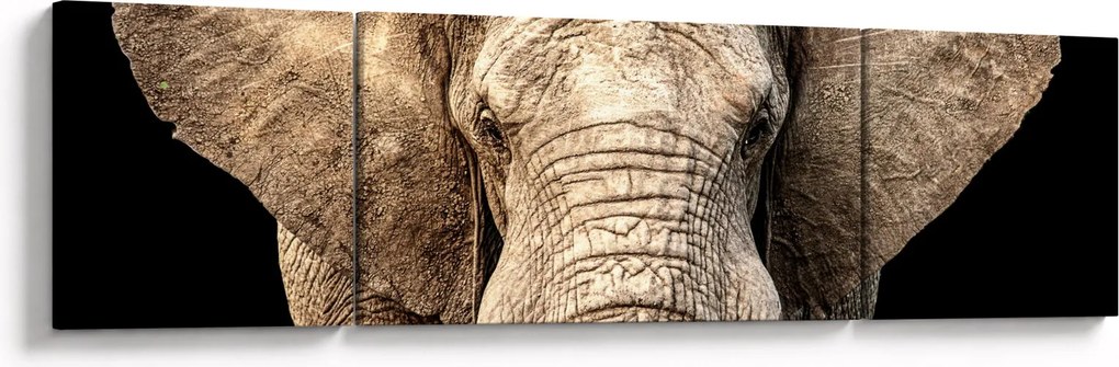 Obraz - Słoń afrykański (170x50 cm)