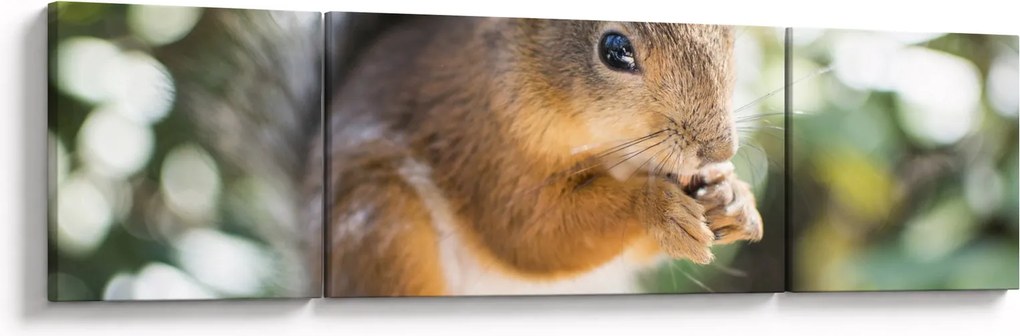 Obraz wiewiórki (170x50 cm)