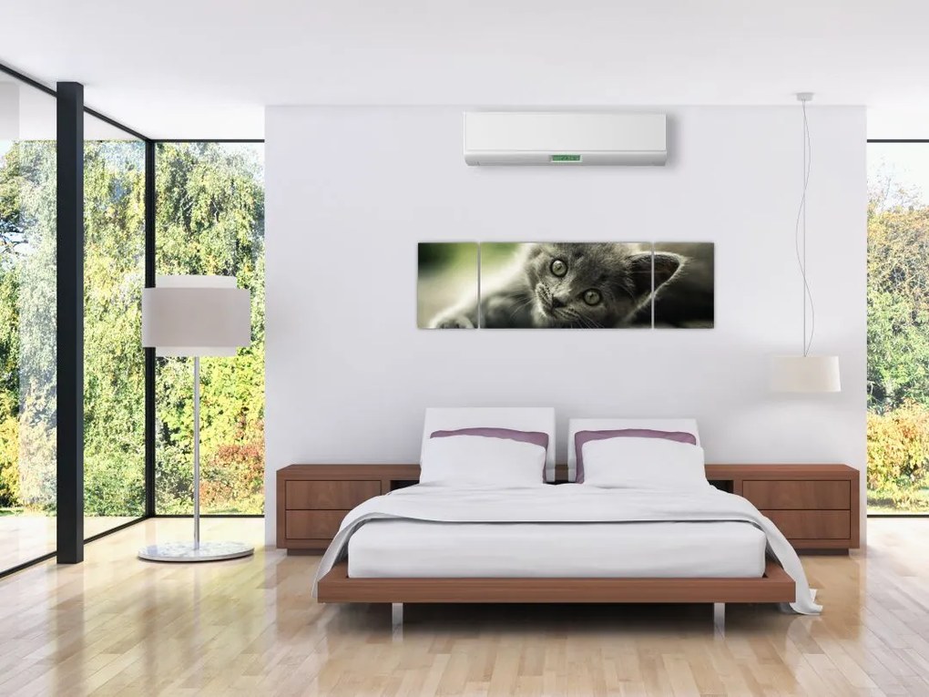 Obraz kotka (170x50 cm)