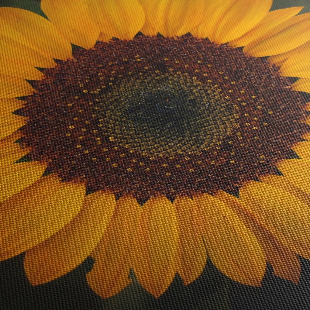 Obraz - Słonecznik i płatki kwiatów (125x70 cm)