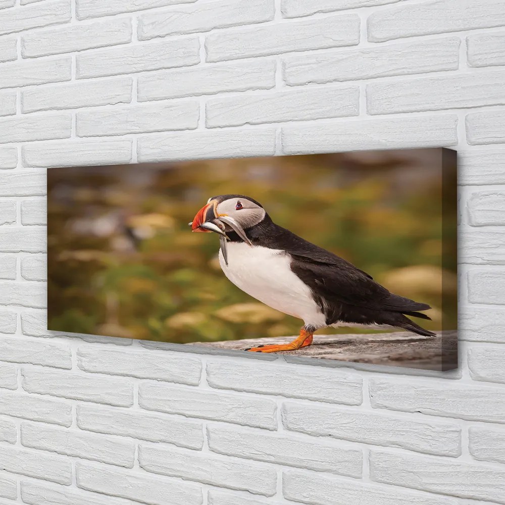 Zdjęcie na płótnie Portret Papugi