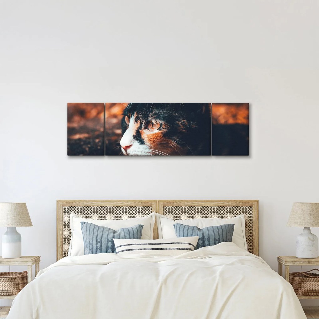 Obraz - Spojrzenie kota (170x50 cm)