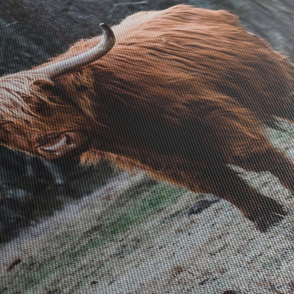 Obraz - Szkocka krowa 2 (125x70 cm)