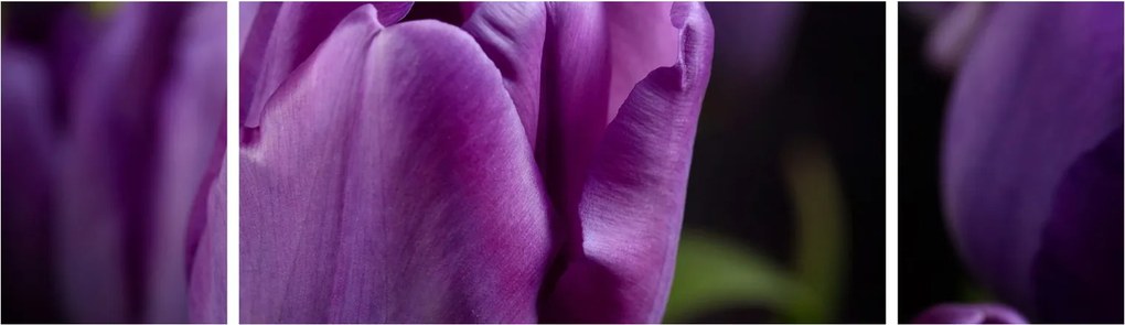 Obraz kwiatów tulipanów (170x50 cm)