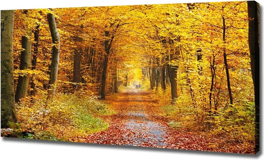 Duży Foto obraz na płótnie Las jesienią
