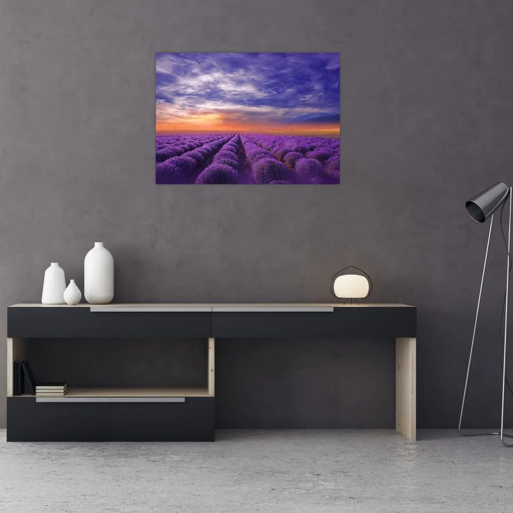 Obraz na szkle lawendowego pola (70x50 cm)