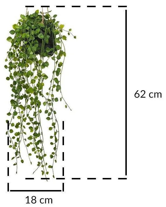 Sztuczny kwiat w doniczce Peperomia, wiszący, Ø 18 x 62 cm