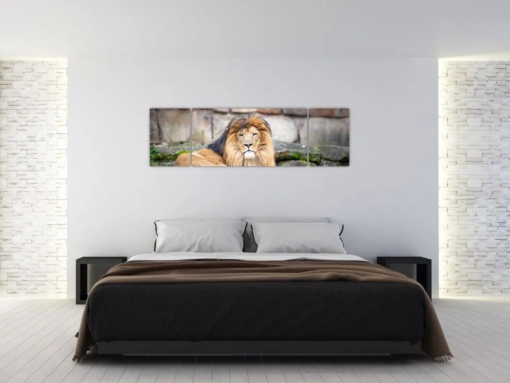 Obraz lwa (170x50 cm)