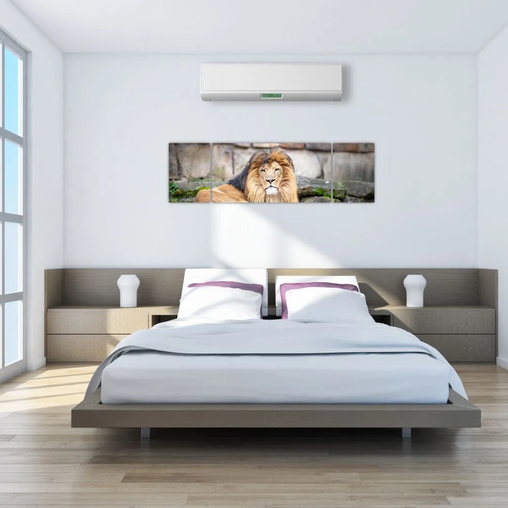 Obraz lwa (170x50 cm)