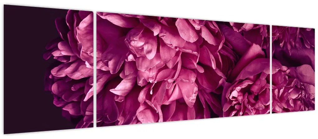 Obraz - Kwiaty piwonii (170x50 cm)