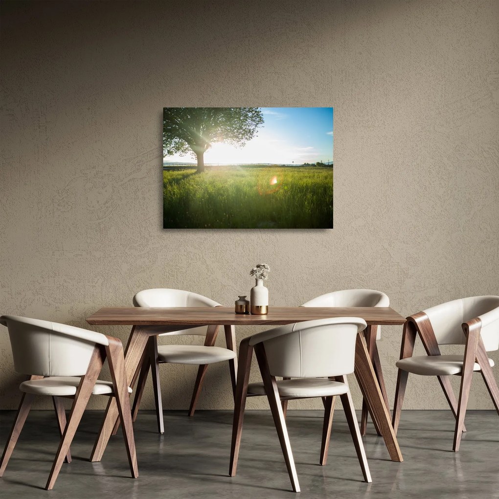 Obraz na szkle drzewa na polu (70x50 cm)