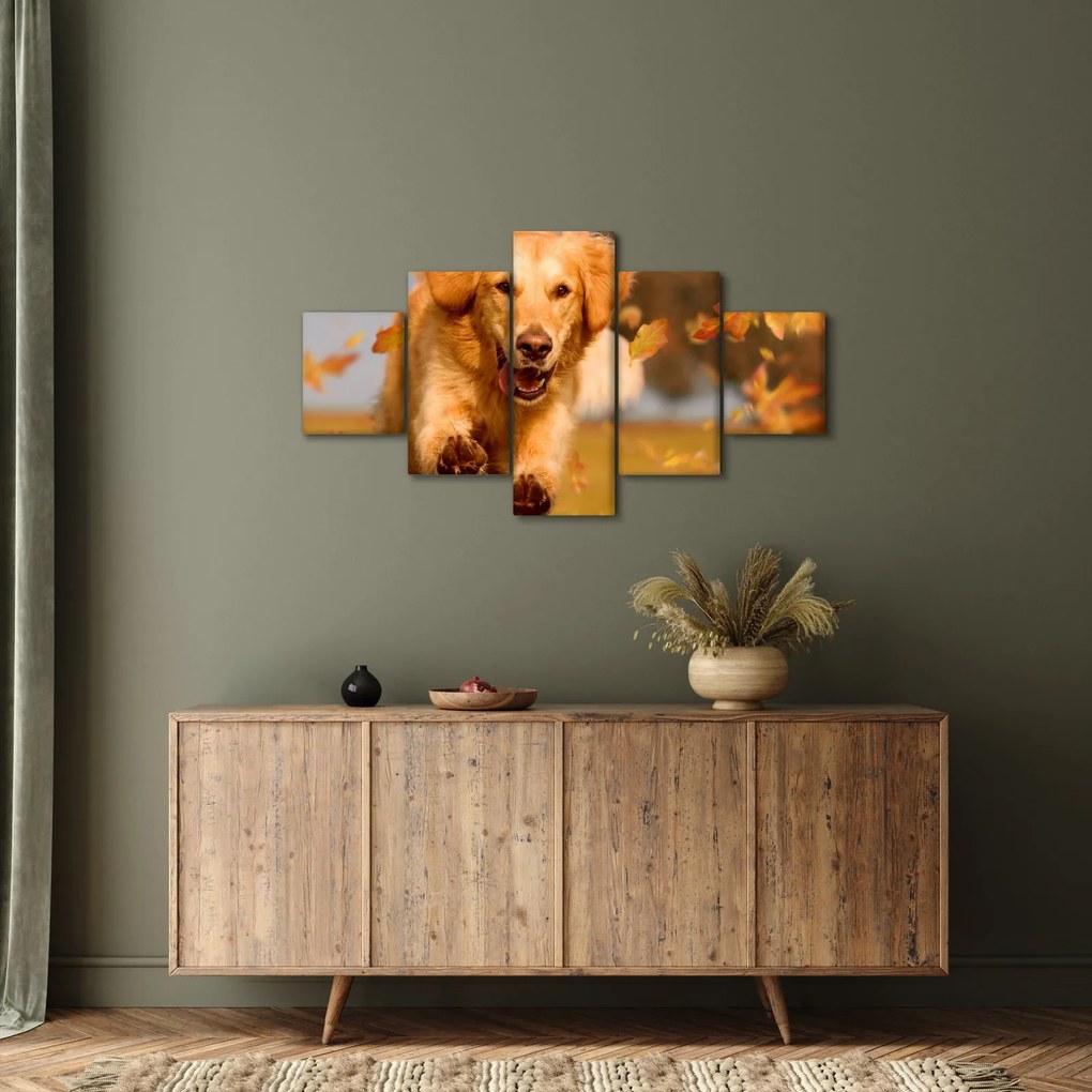 Obraz - Golden Retriever (125x70 cm)