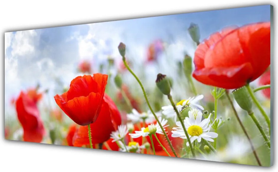 Panel Szklany Maki i Stokrotki na Łące