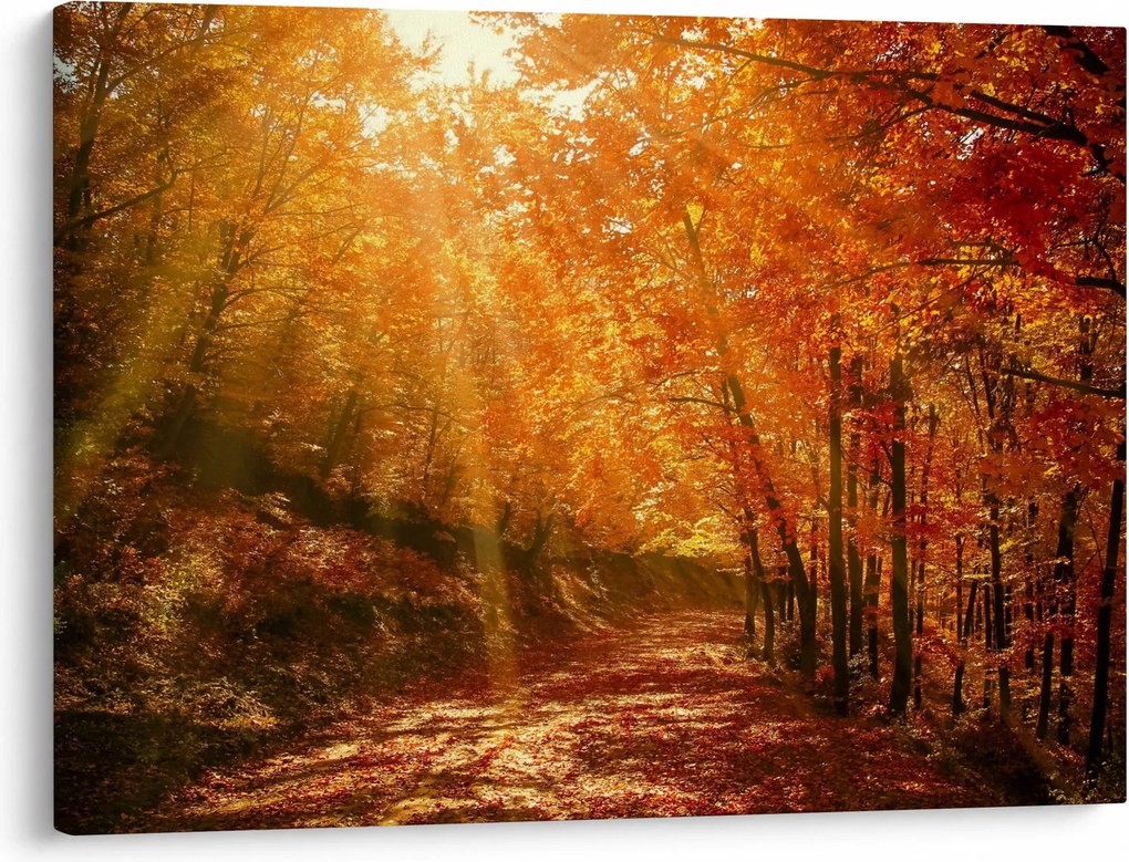 Obraz jesiennego lasu (70x50 cm)