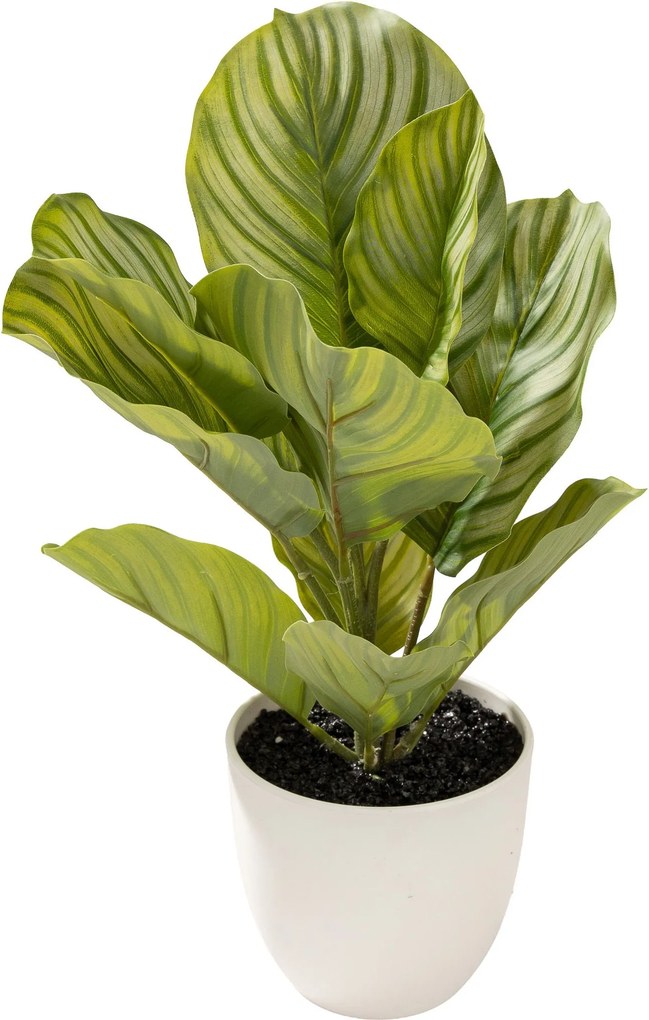 Dekoracja Kalatea w doniczce 35 cm