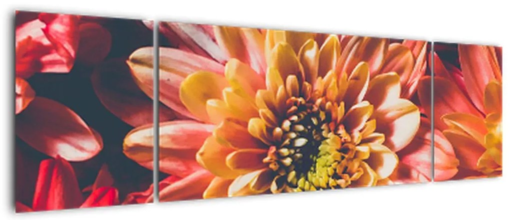 Obraz - Chryzantemy (170x50 cm)