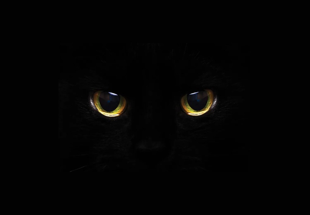 Fototapeta - Kocie oczy (196x136 cm)