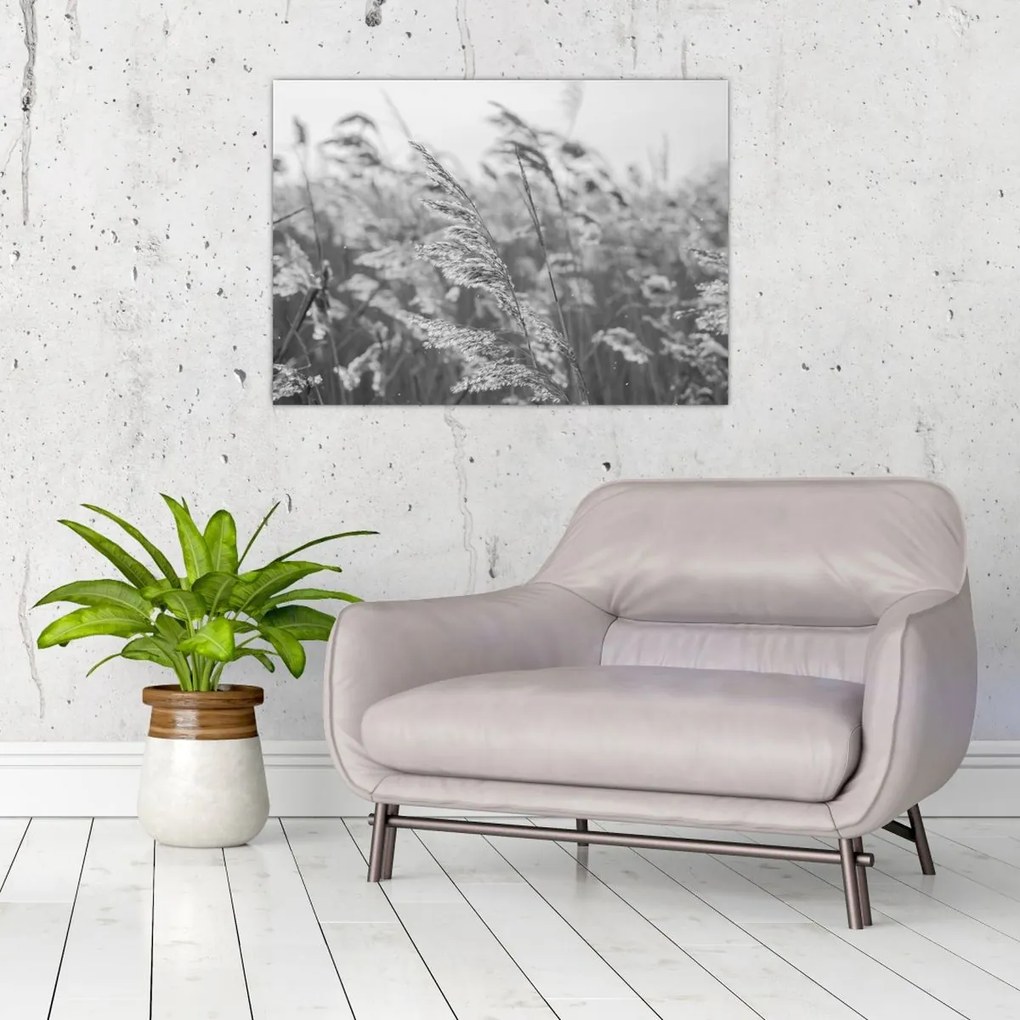 Obraz - Trawa na wietrze (70x50 cm)