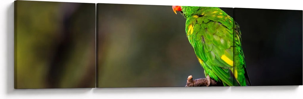 Obraz papugi na gałęzi (170x50 cm)