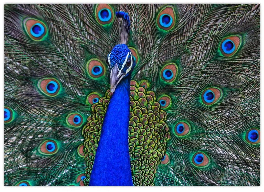 Obraz na szkle - Paw (70x50 cm)