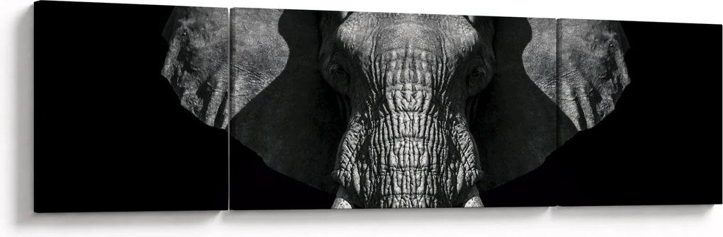 Obraz - Słoń na czarnym tle (170x50 cm)
