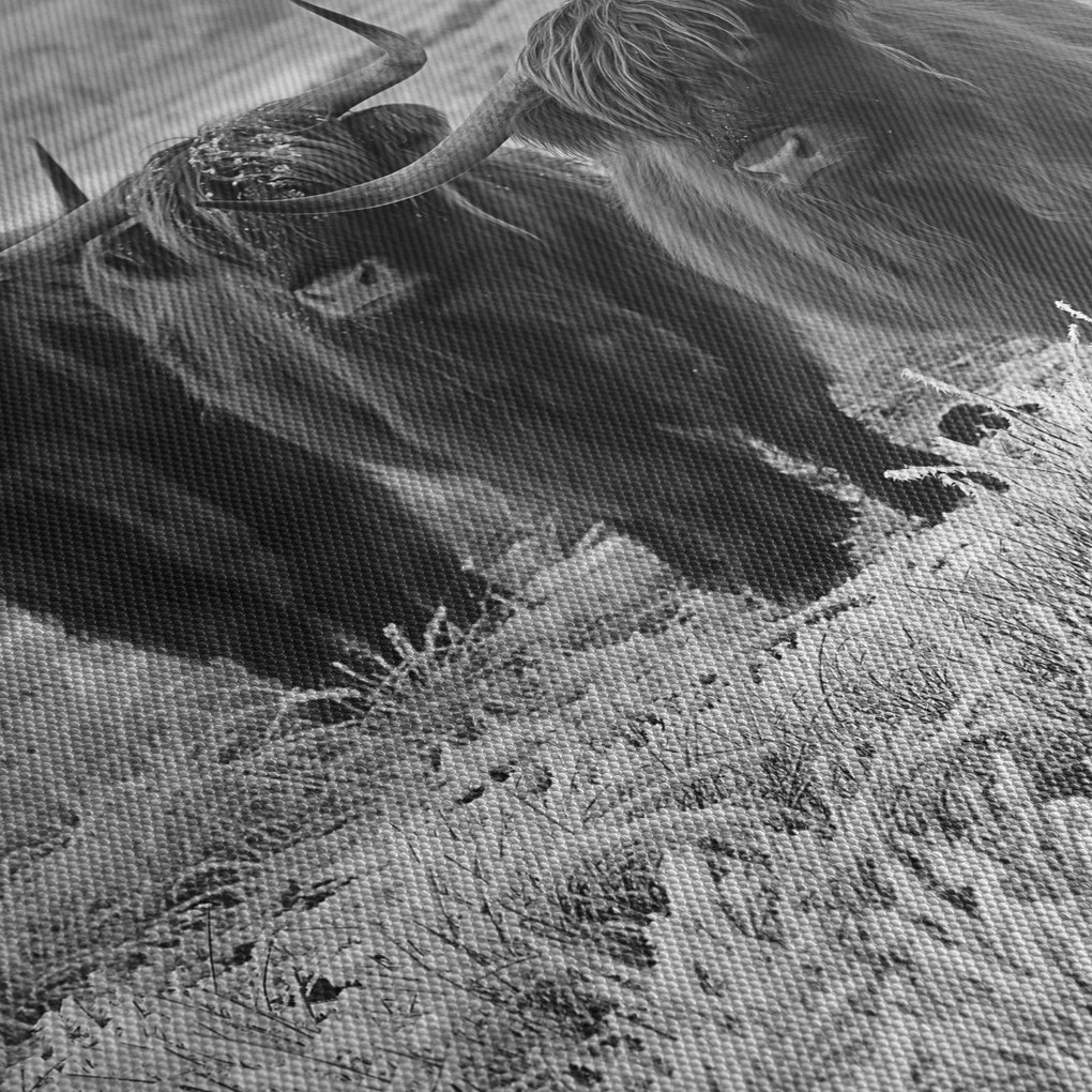 Obraz - Szkockie krowy (170x50 cm)