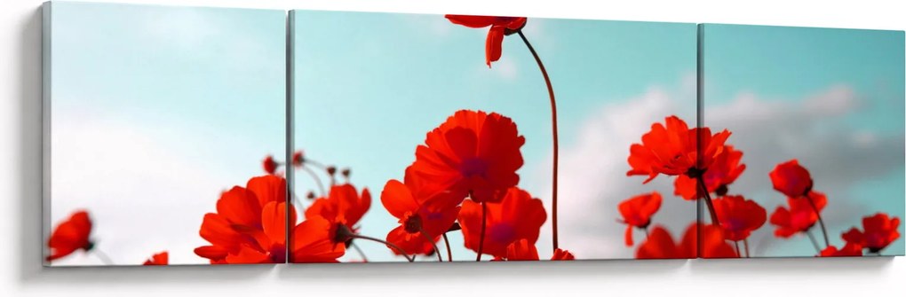 Obraz pola z jasnoczerwonymi kwiatami (170x50 cm)