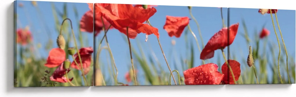 Obraz - Maki (170x50 cm)