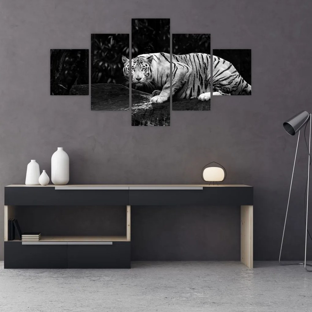 Obraz - Tygrys albinos, czarno - biały (125x70 cm)