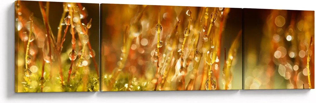 Obraz - Szczegół rosy (170x50 cm)