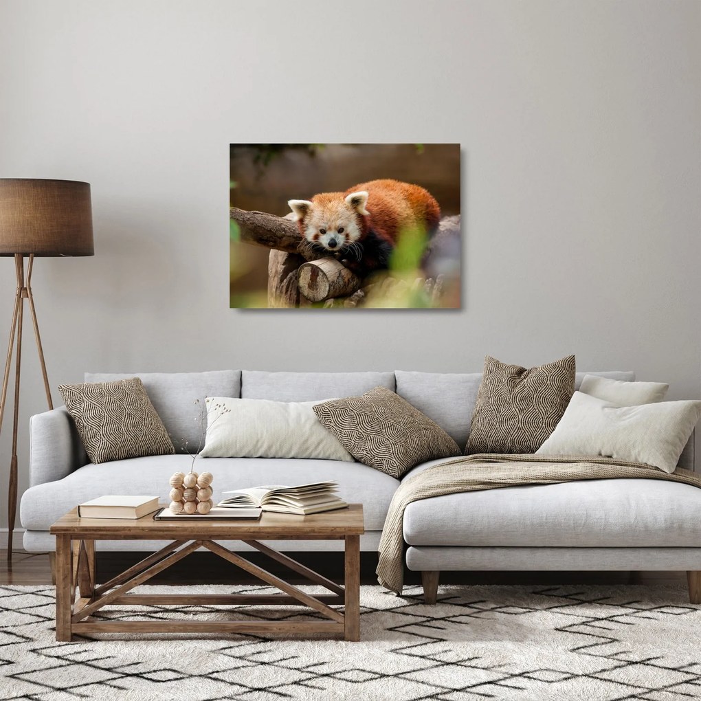Obraz na szkle - czerwona pandy (70x50 cm)