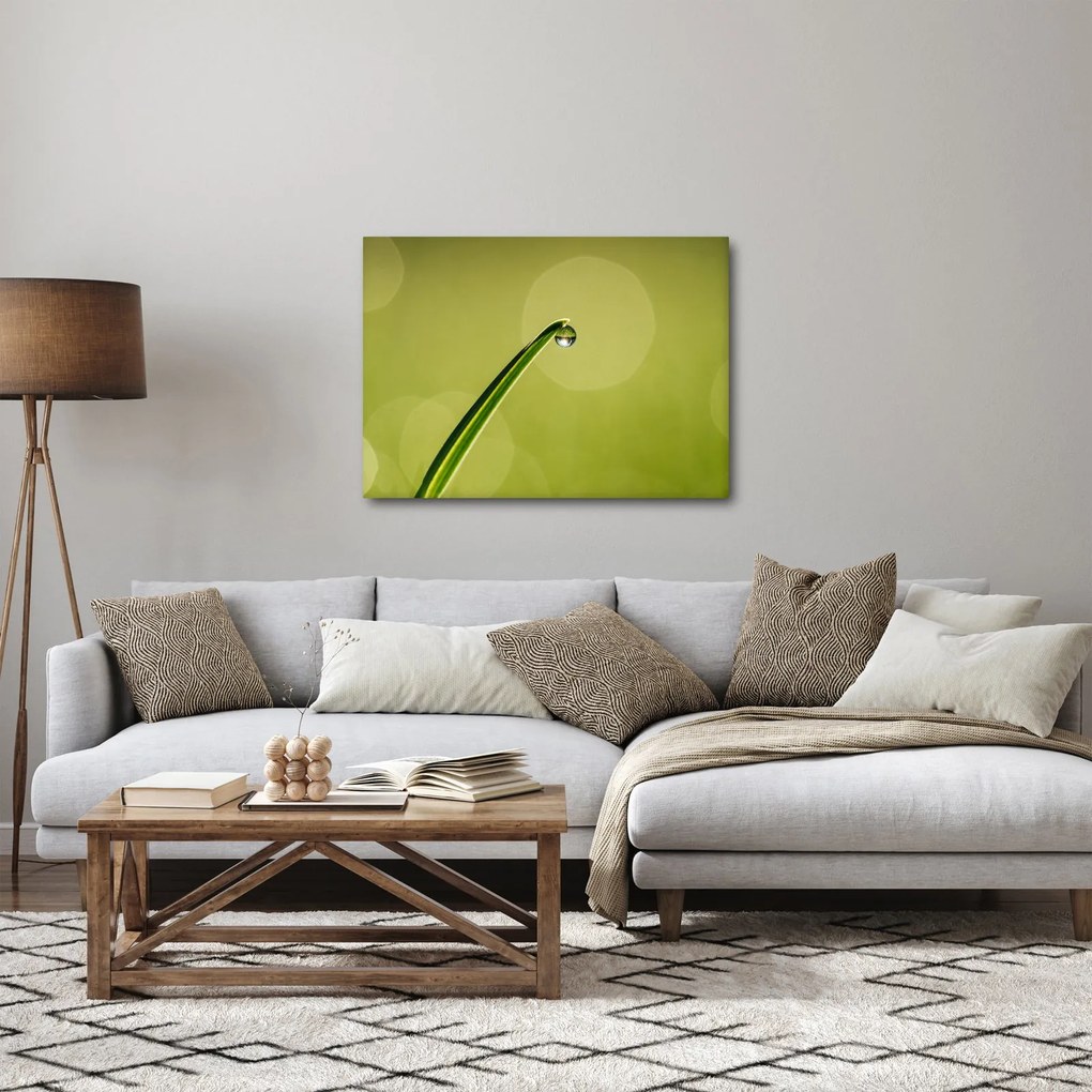 Obraz kropli wody na trawie (70x50 cm)