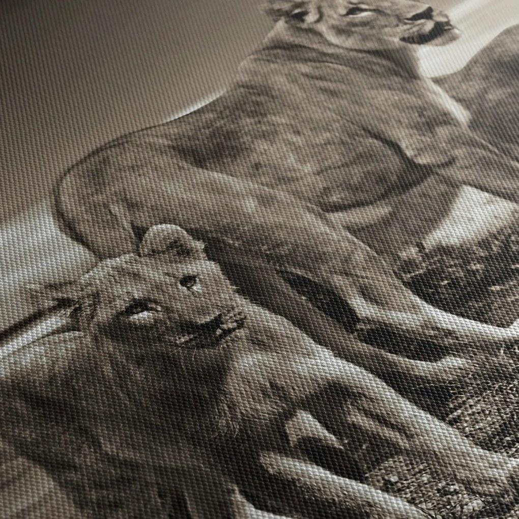 Obraz czarno - białych lwów (170x50 cm)